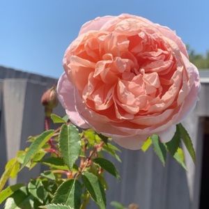 Meet your Posher, Moon